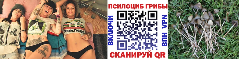 Псилоцибиновые грибы мицелий Вихоревка